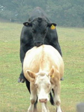 Amateur breeding bull fan photos