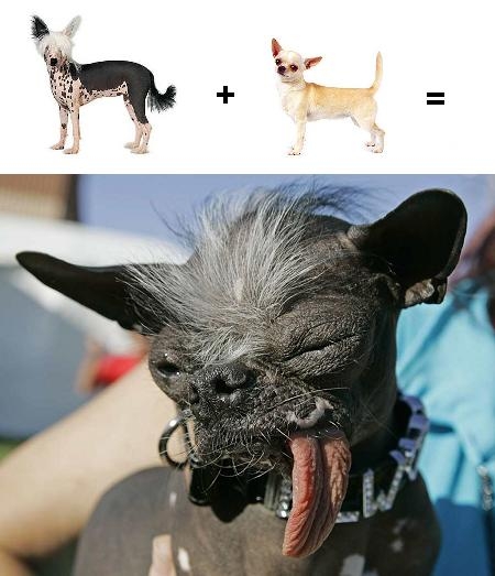 Napi csúfság !?
