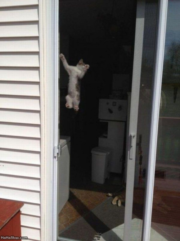 Spidercat