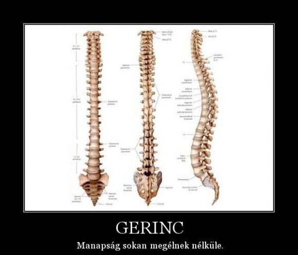 Gerincesek és gerinctelenek