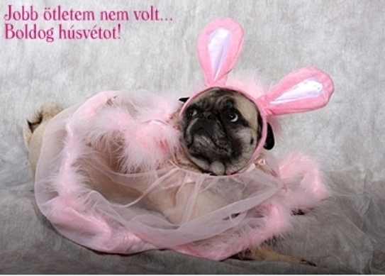 Ha húsvét, akkor nyuszi 🙂