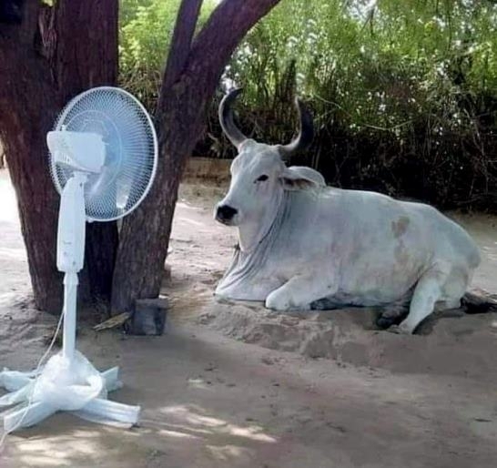 Ilyen egy igazán gondos gazda