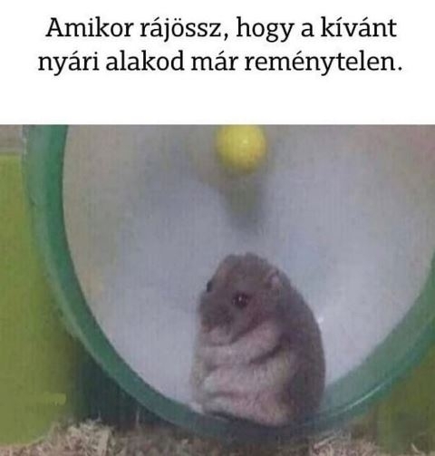 Jövőre meg lehet majd próbálni újra