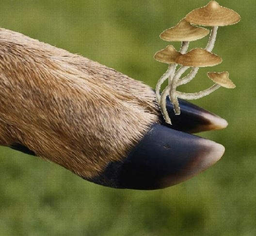 A napi biológia rovatba küldeném