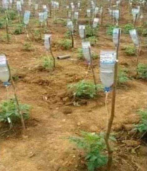 Amikor egy ápolónő nekiáll kertészkedni