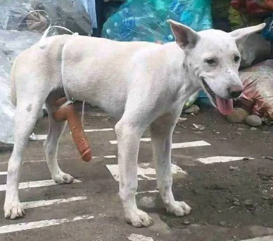 Valami idióta megtréfálta szegény Blökit