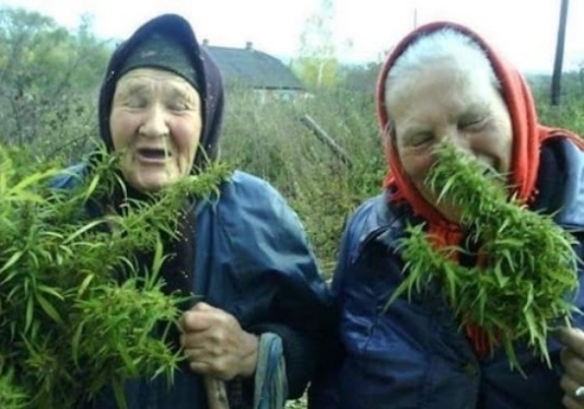 Gizi néniék most vették észre, hogy nem csak bazsalikomot ültettek