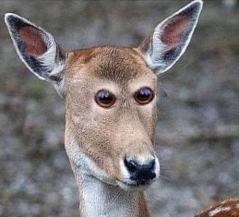 Na, ezért van őzeknek a szemük a fejük oldalán