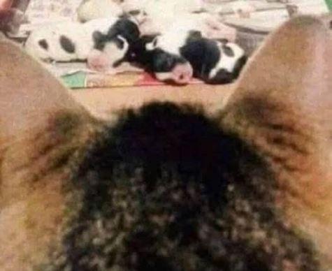 Nyugi, ez csak egy macska feje hátulról