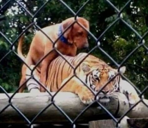 A képen állítólag Chuck Norris kutyusát láthatjuk