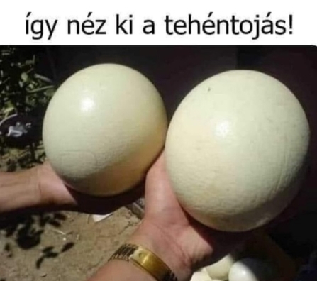 Info azoknak, akik egész életükben nagyvárosban éltek