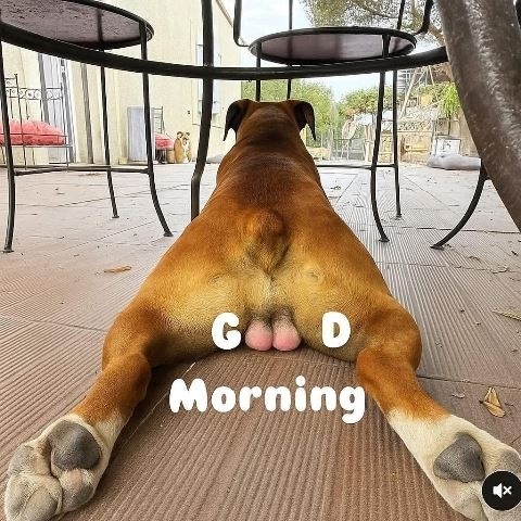 Jó reggelt - Kutyás verzió