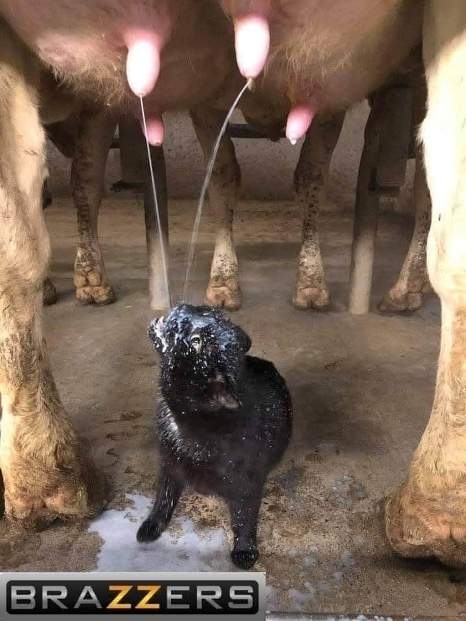 A poszt támogatója a Brazzers