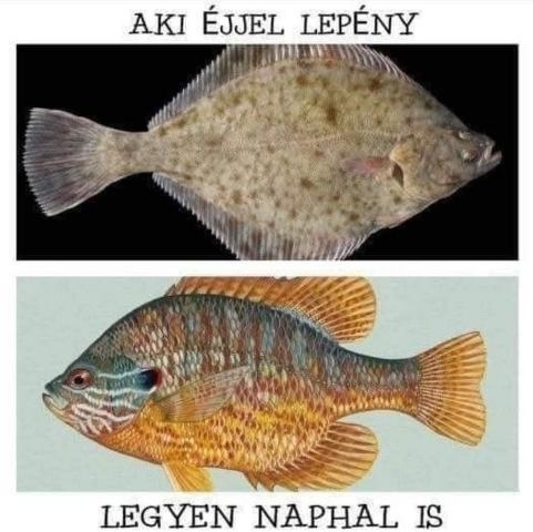 A népszerű magyar szólás, mondás kicsit másképp